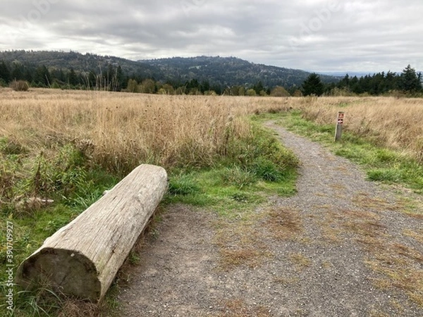 Obraz wood in the forest