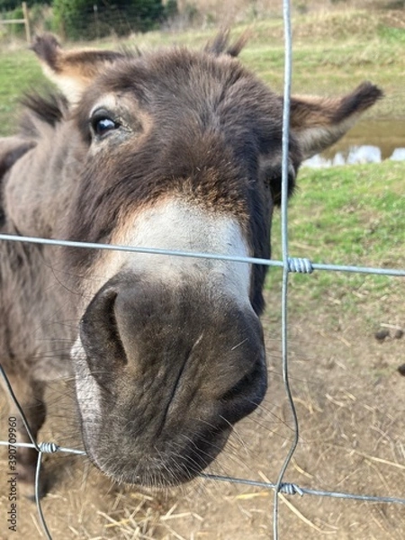 Obraz portrait of a donkey