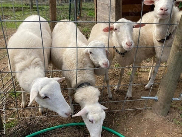 Obraz sheep and lamb