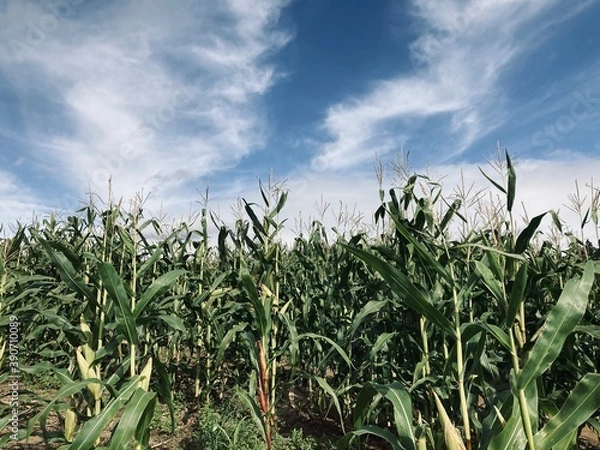 Obraz corn field with sky