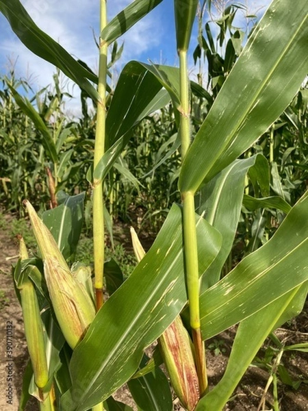 Obraz corn on the stalk