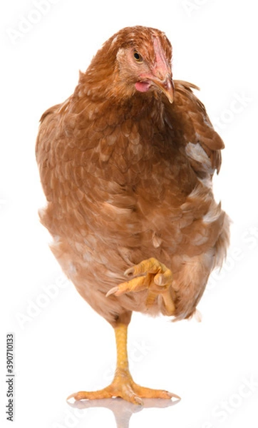 Obraz one brown chicken isolated on white background, studio shoot