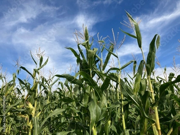 Obraz corn field against sky