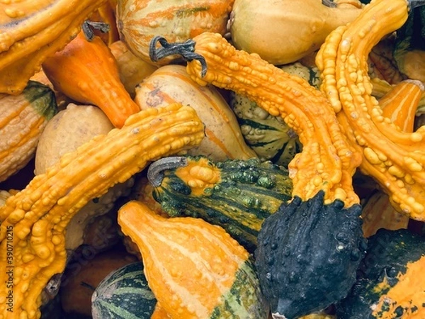 Obraz Pimply Pumpkins