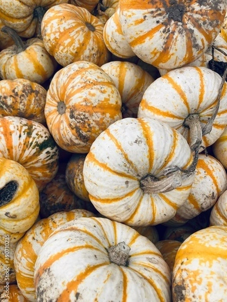 Obraz pile of pumpkins
