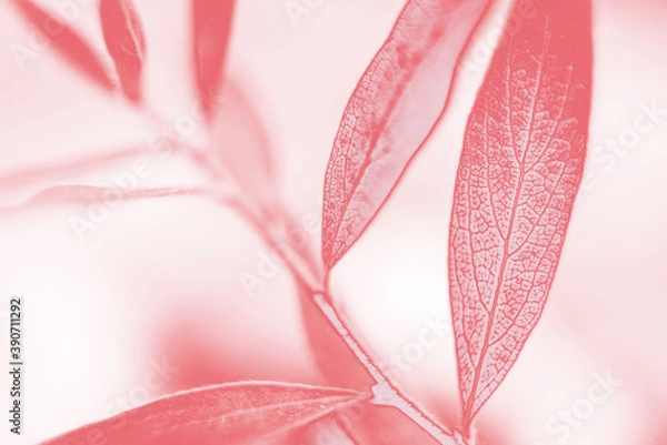 Fototapeta Background. Macro branch with leaves. Pink filter. Blur
