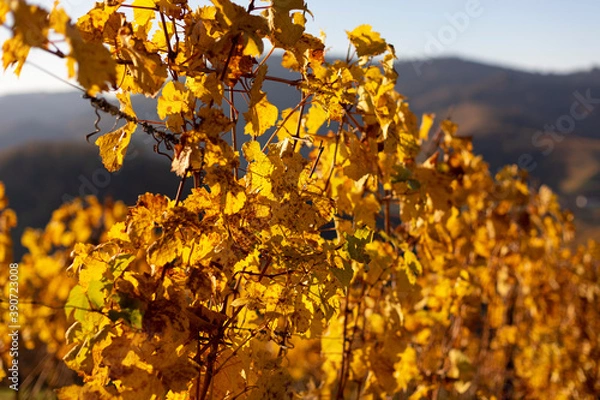 Obraz Herbstlicher Weinberg