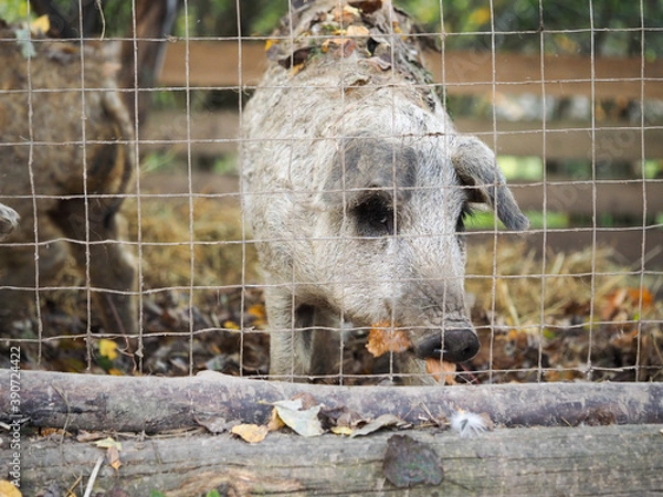 Obraz Shaggy pigs in an enclosure on a farm