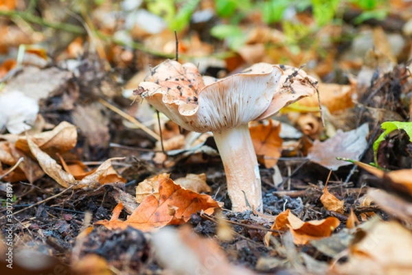 Fototapeta A wild mushroom in the forest in autumn. Concept of mushroom picking in the forest during autumn. Forest mushroom