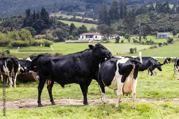 Fototapeta Herd of dairy cattle in La Calera in the department of Cundinamarca close to the city of Bogotá in Colombia