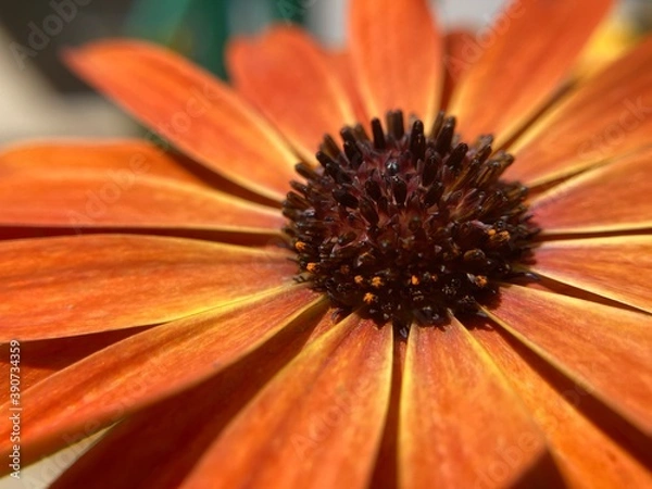 Obraz orange gerbera flower