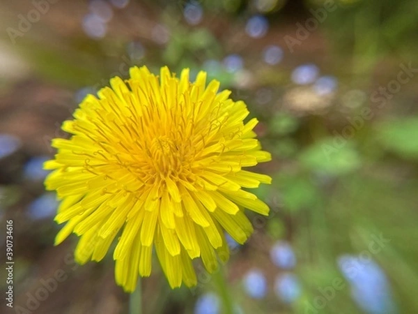 Obraz yellow dandelion flower