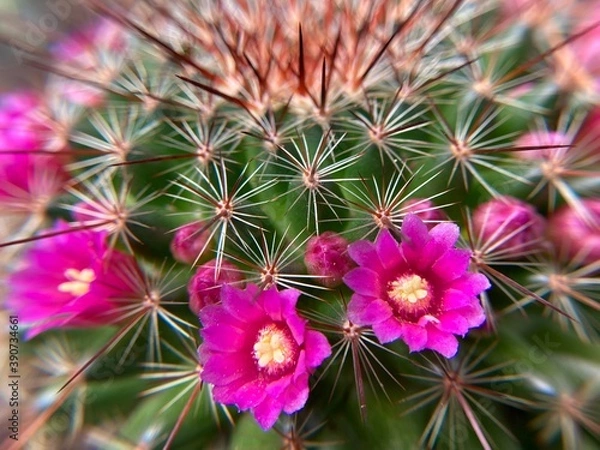 Obraz pink cactus flower