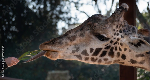Obraz Giraffe Feeding