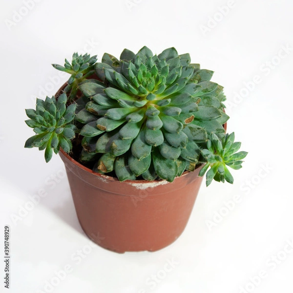 Obraz Echeveria setosa deminuta succulent plant in pot isolated on white background