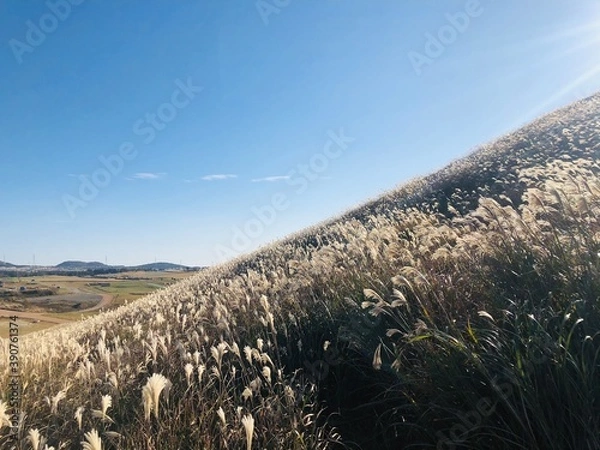 Obraz 제주도 새별오름