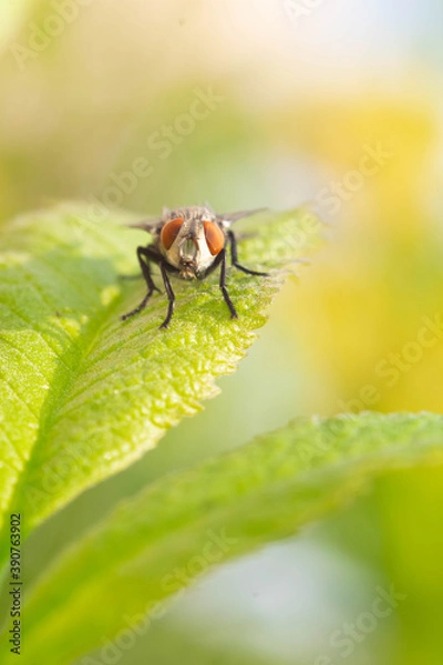 Fototapeta Common House Fly Macro
