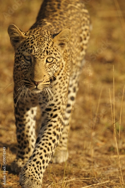 Obraz jagender Leopard