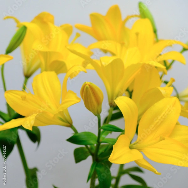 Fototapeta Soft focus of Bouquet of fresh Yellow planet trumpet Lily flowers and buds isolated on a white background, decoration concept