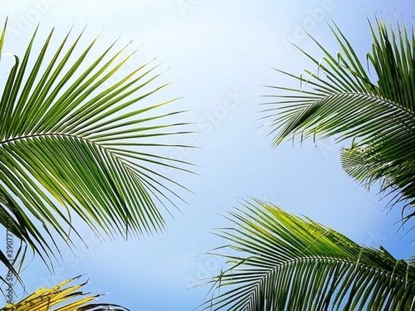 Fototapeta Palm tree leaf, palm tree against blue sky in the background.
