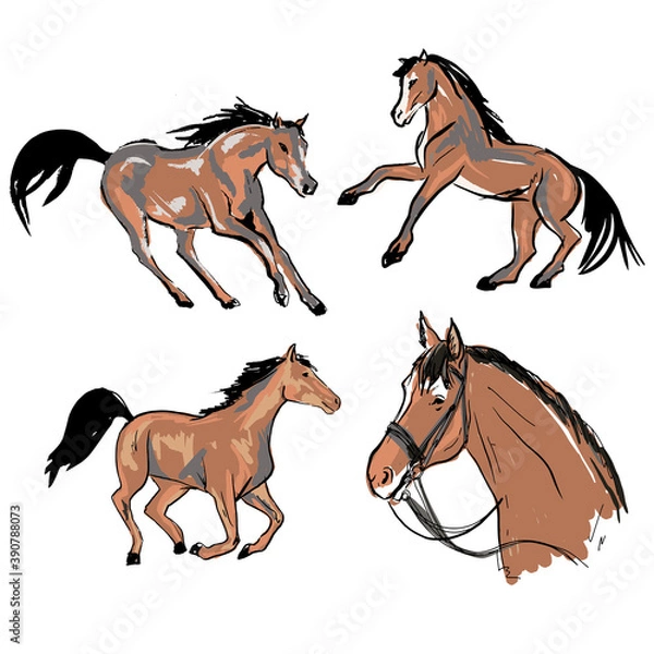 Obraz vector set of horses in motion. morgan breed.brown horse with bridle