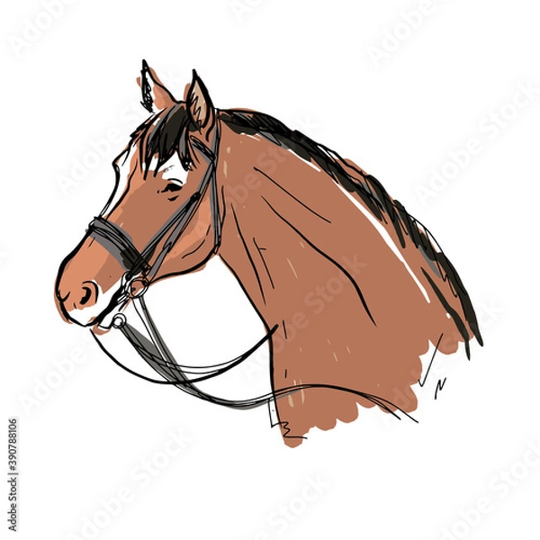 Obraz vector portrait of horse. morgan breed.brown horse
