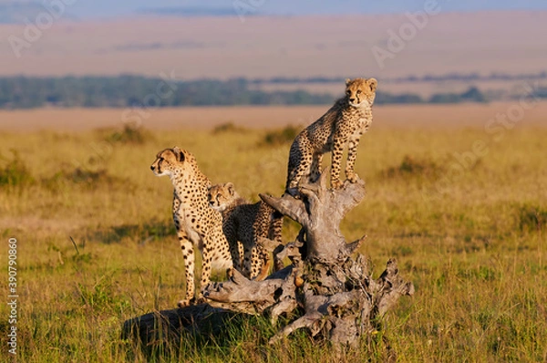 Obraz Mother cheetah and cubs