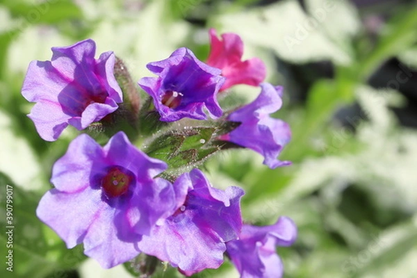 Fototapeta 春の半日陰の庭　プルモナリア ダイアナクレアの花