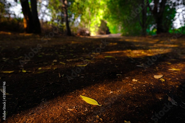 Obraz Autumn leaves in the forest
