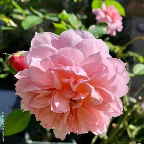 Obraz イングリッシュローズ、アンブリン