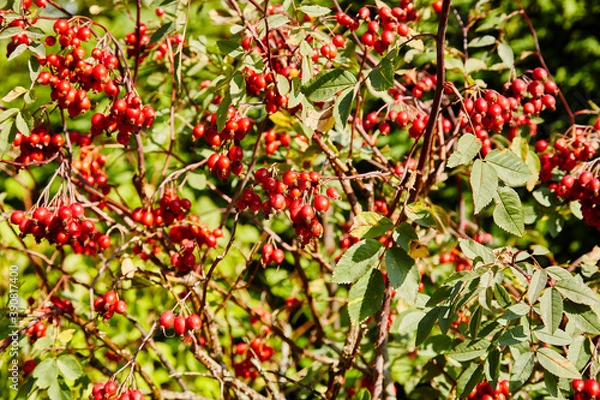 Obraz Rose hips