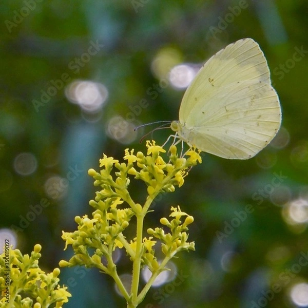 Obraz オミナエシと蝶