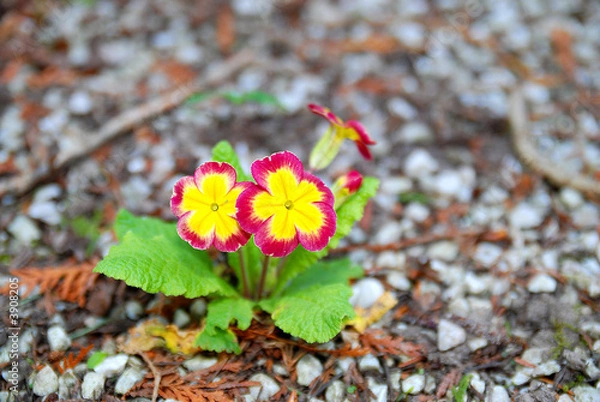 Fototapeta Trotziges Blümlein