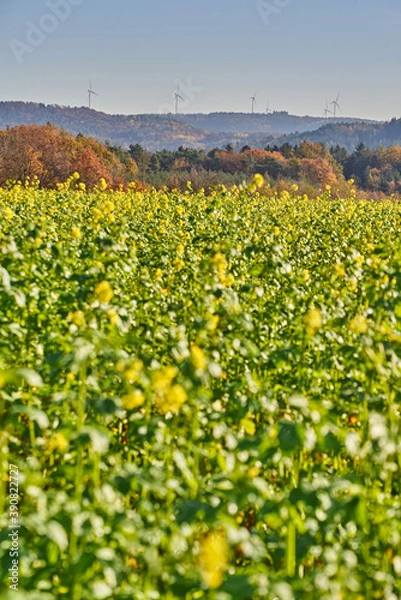 Fototapeta Rotating wind turbines on a hill behind a rape field. Rotating wind power plants on a hill behind a canola field.