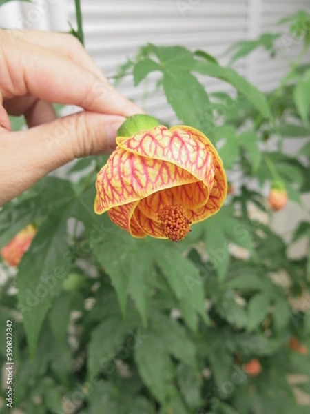 Obraz the flower of chinese-lantern is blooming