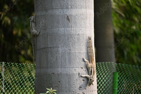 Obraz Squirrel on the tree