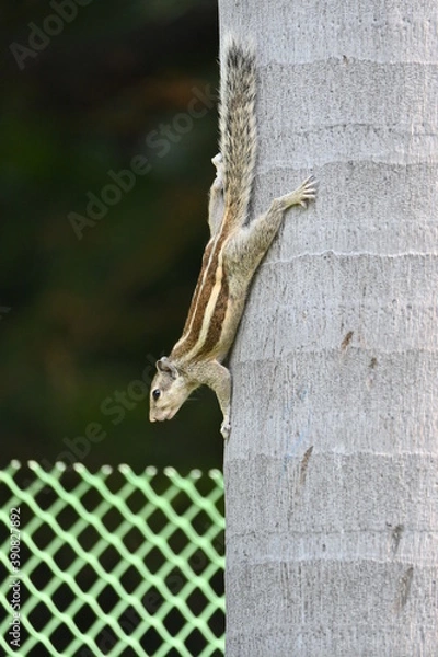 Obraz Squirrel on the tree