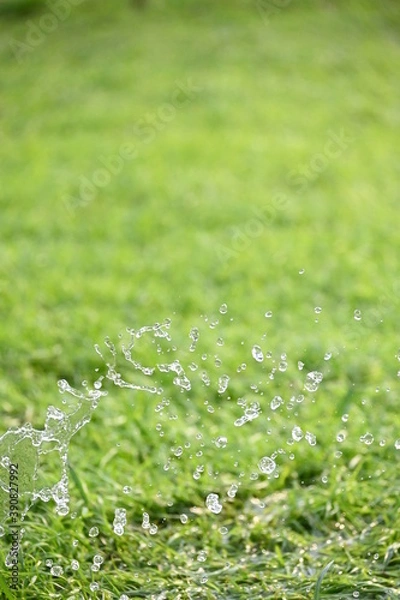 Obraz green grass with drops