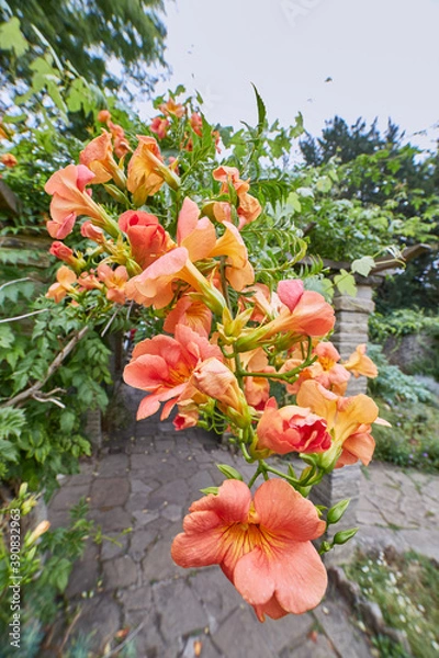 Obraz flower photography in high quality