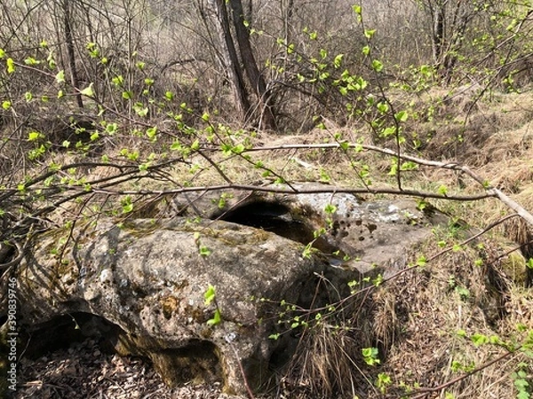 Obraz spring in the forest