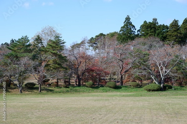Obraz おいらせ　いちょう公園