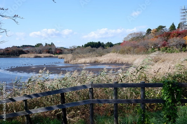 Obraz おいらせ　いちょう公園