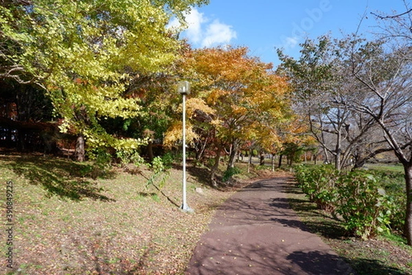 Obraz おいらせ　いちょう公園