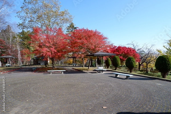 Obraz おいらせ　いちょう公園