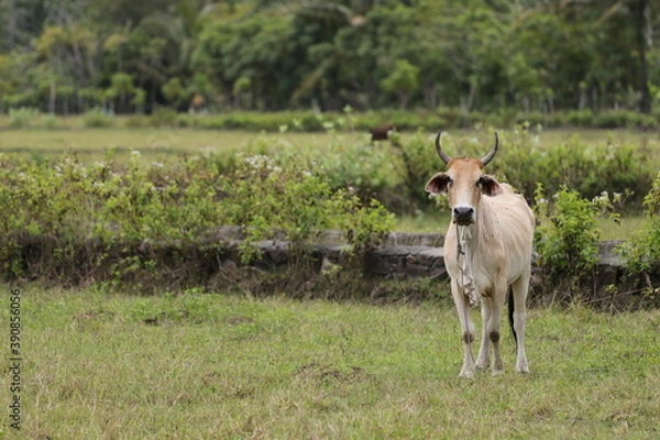 Fototapeta cows in the field