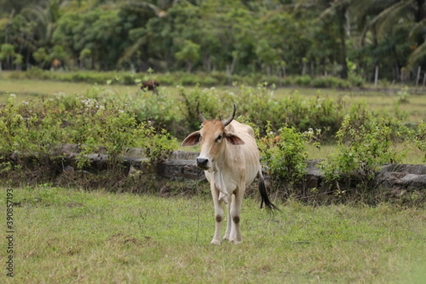 Fototapeta cows in the field
