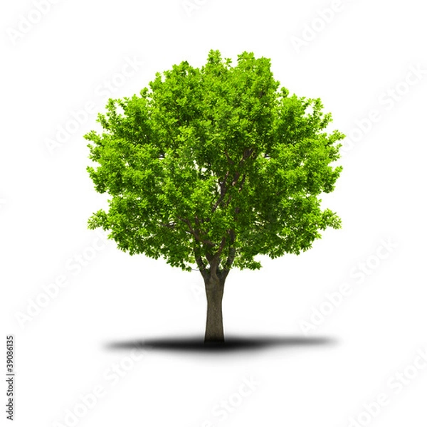Obraz green free tree