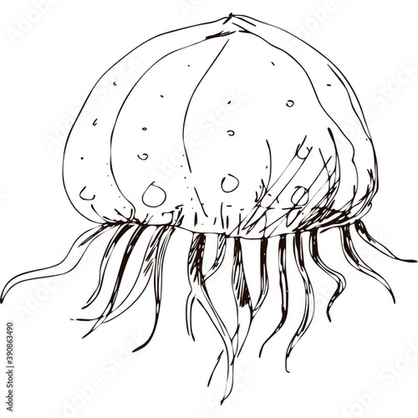 Obraz Hand drawing vector art of jellyfish. Black grafic on white background