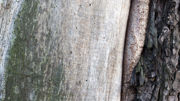 Obraz Stare chore drzewo