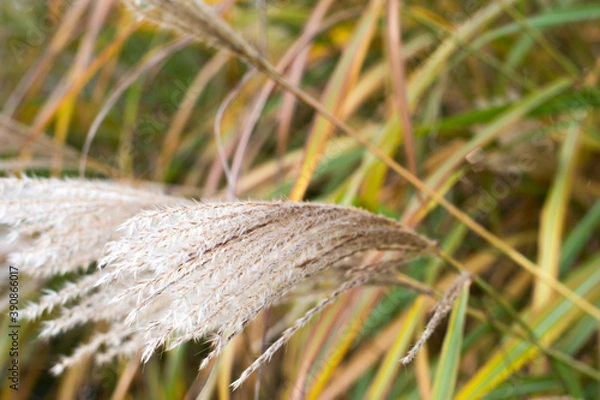 Obraz Jesienne rośliny